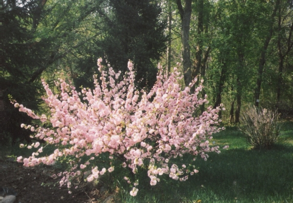 Double Flowering Plum
