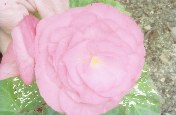Nonstop Pink Begonia